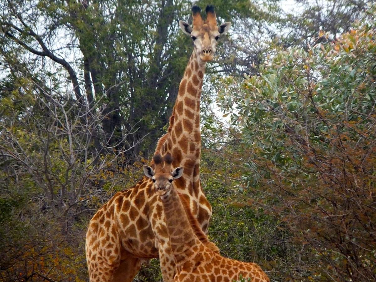 Iphofolo Lodge & Tented Camp Vivo Екстериор снимка