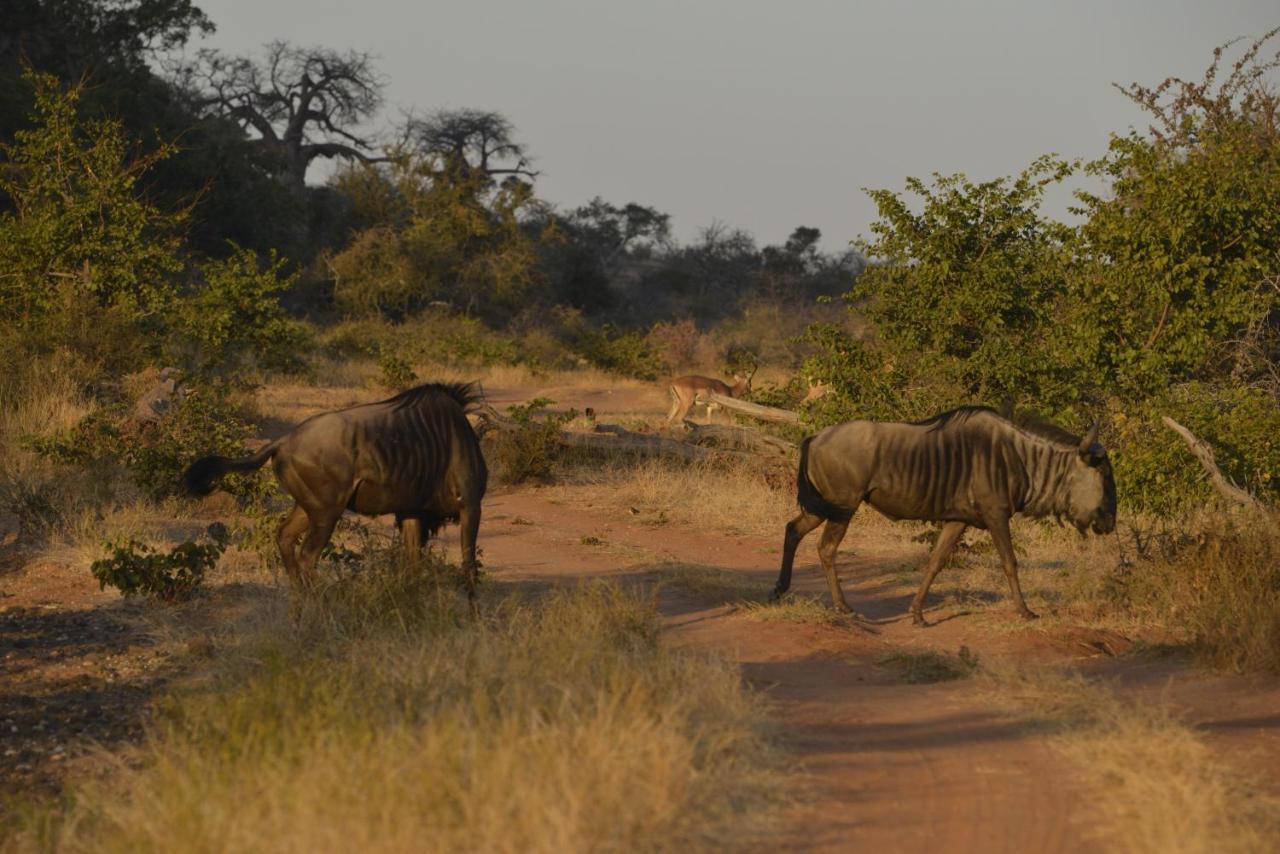 Iphofolo Lodge & Tented Camp Vivo Екстериор снимка