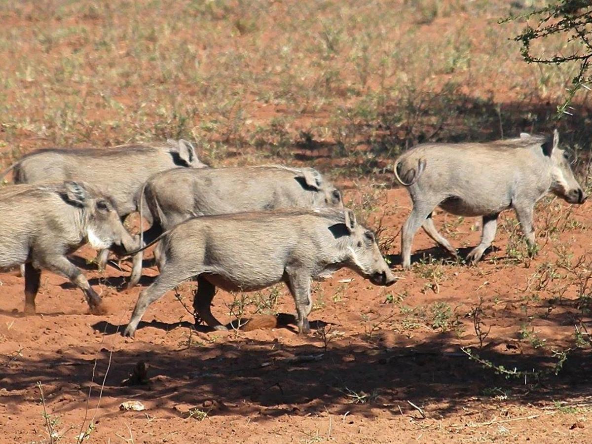 Iphofolo Lodge & Tented Camp Vivo Екстериор снимка