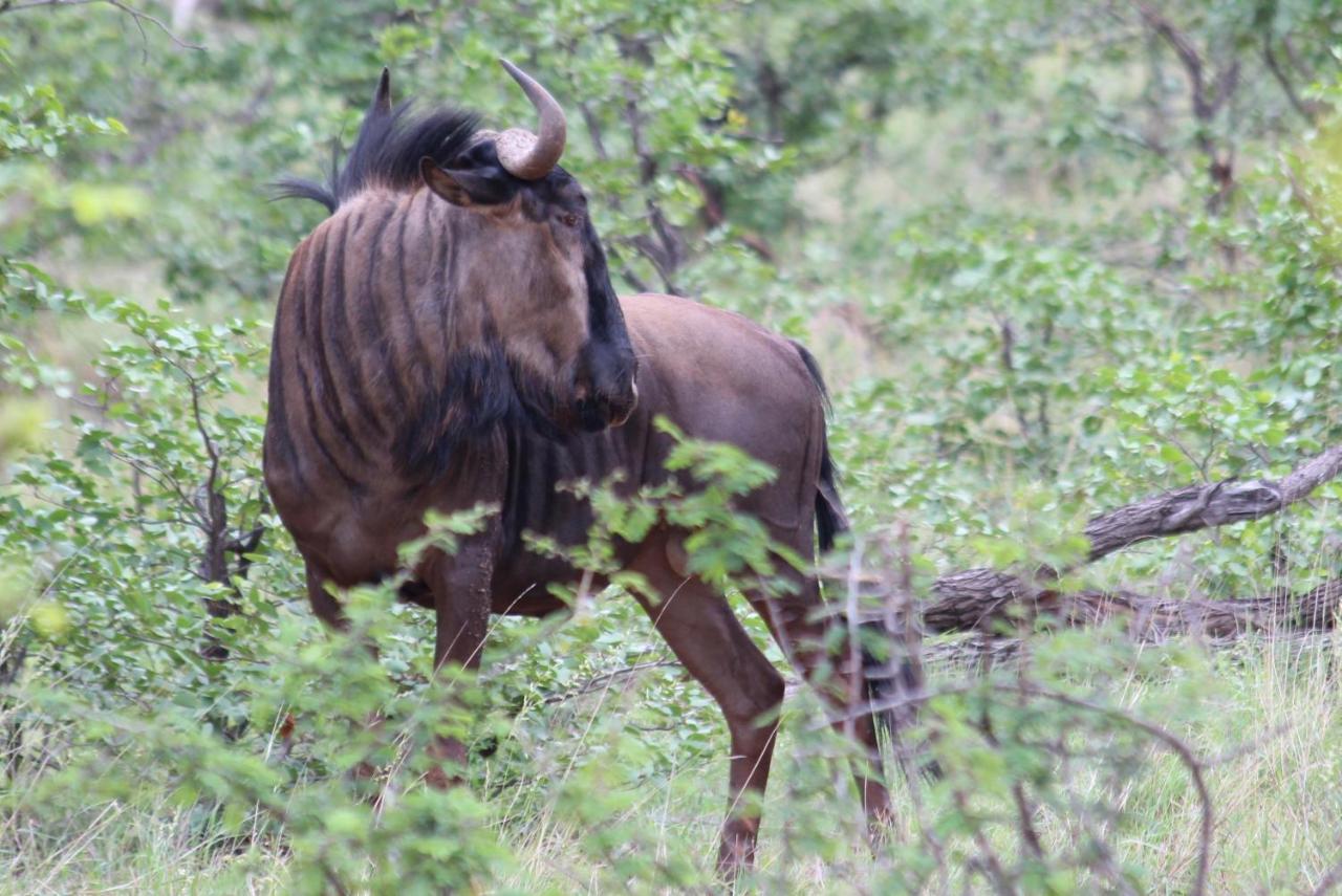 Iphofolo Lodge & Tented Camp Vivo Екстериор снимка