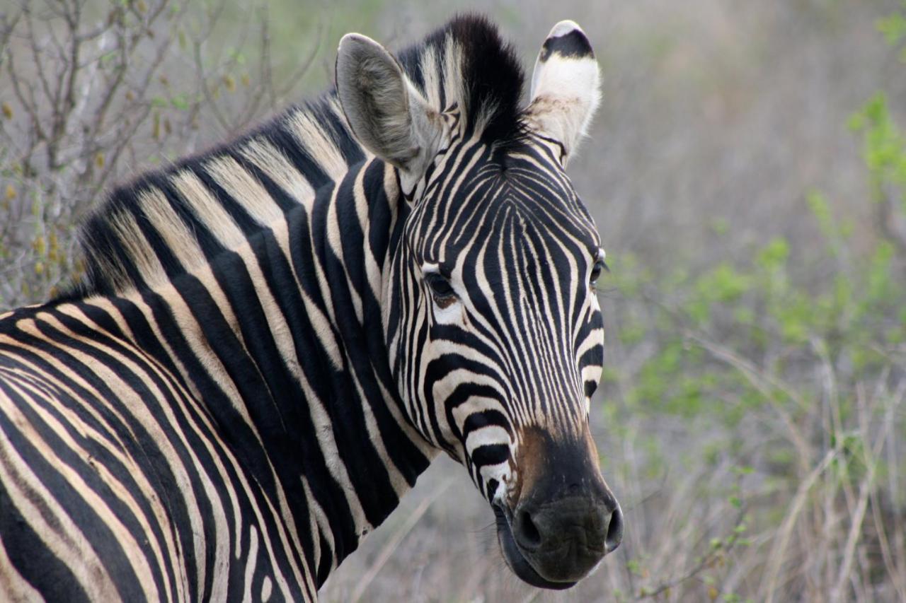 Iphofolo Lodge & Tented Camp Vivo Екстериор снимка